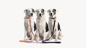 Laisse pour chien 120cm