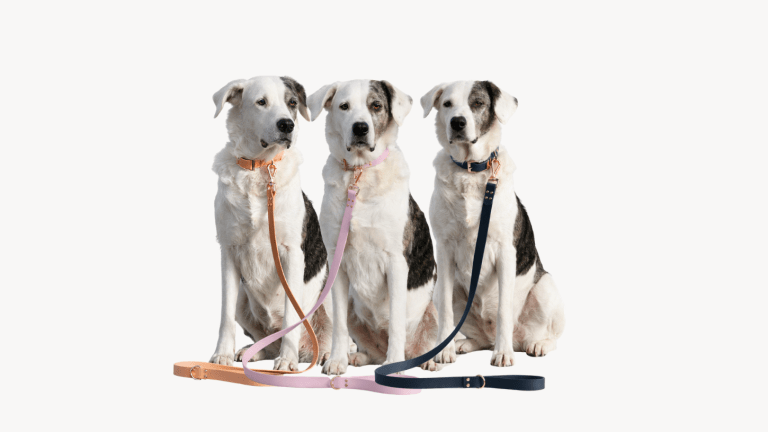 Laisse pour chien 120cm
