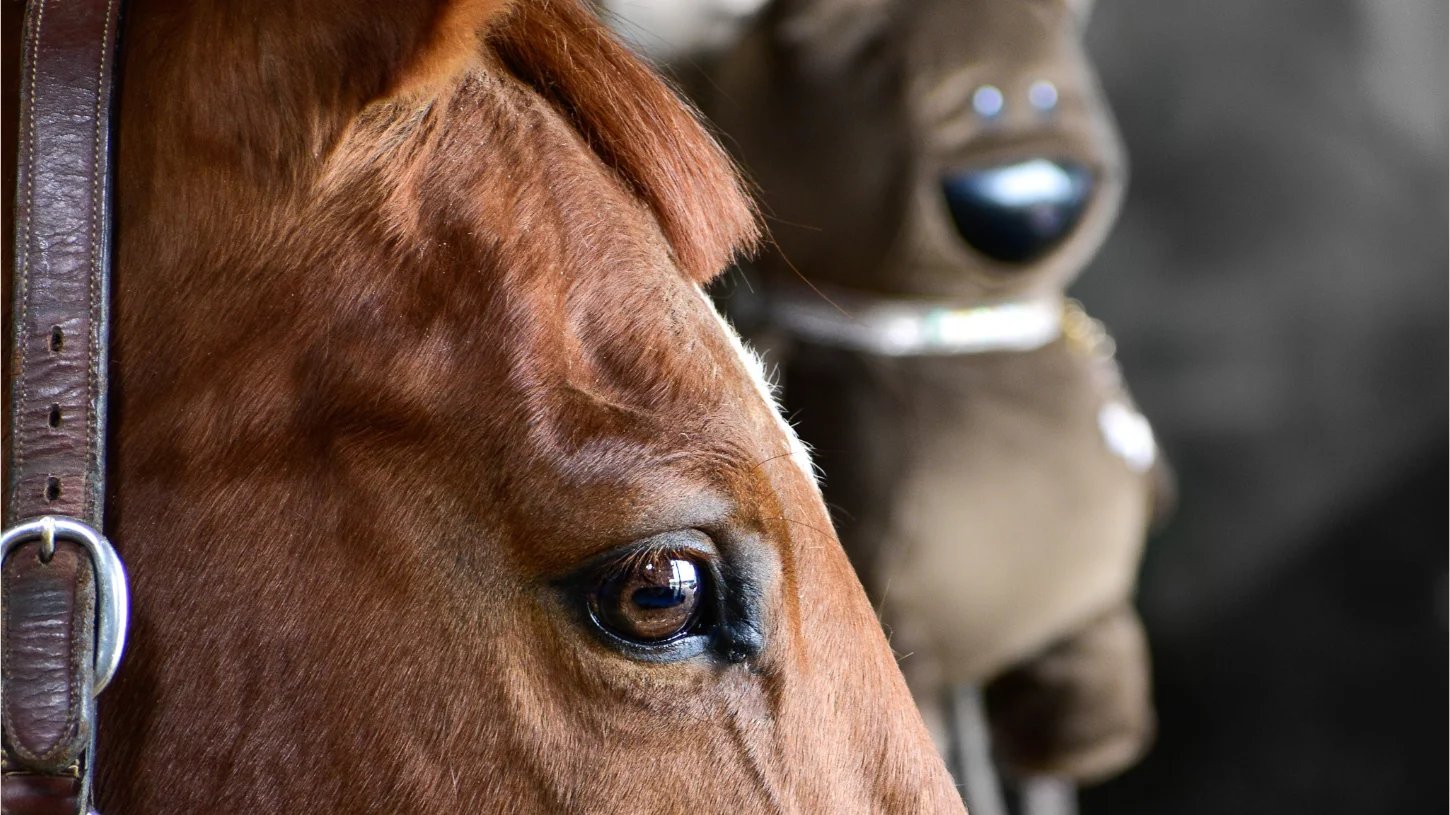 You are currently viewing L’intégration de l’OSKKIO dans l’environnement de votre cheval