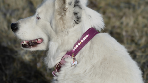 Collier pour chien personnalisable