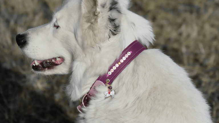Collier pour chien personnalisable
